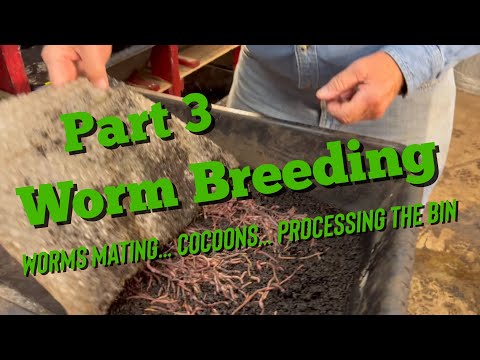 Worm Breeding for Beginners - Part 3