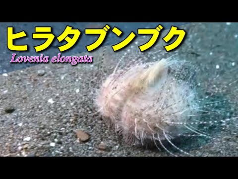 ヒラタブンブク