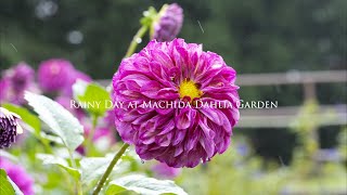 Rainy Day Beauty: Machida Dahlia Garden | 雨の日の町田ダリア園 【4K HDR】