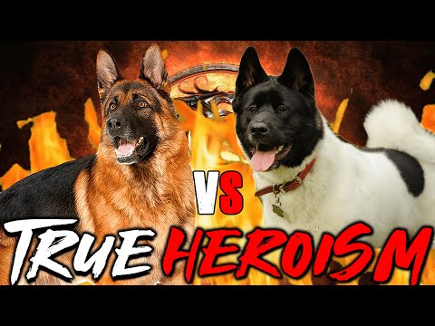 ジャーマンシェパード vs アメリカンアキタ |アメリカンアキタ vs ジャーマンシェパード |パワフルな犬 |ビラ・ボイカ |