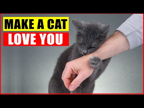 10 Scientific Ways to Get a Cat to Like You - YouTube