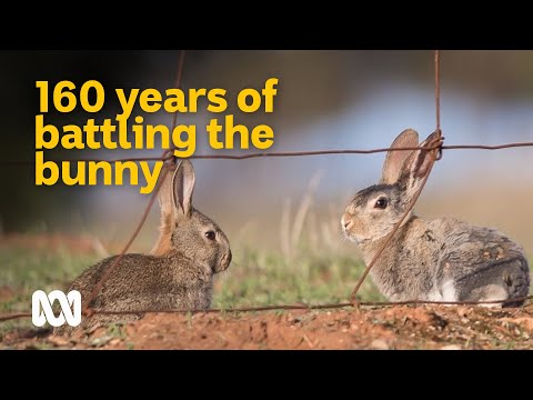 160 year battle against one of Australia's worst invasives 🐇 | Meet the Ferals Ep 6 | ABC Australia