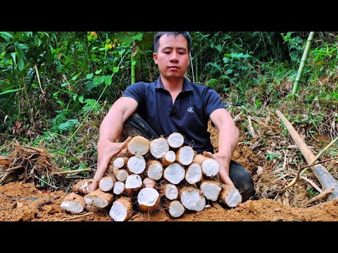 Jhony dug up a large amount of Chinese yam in the deep forest.