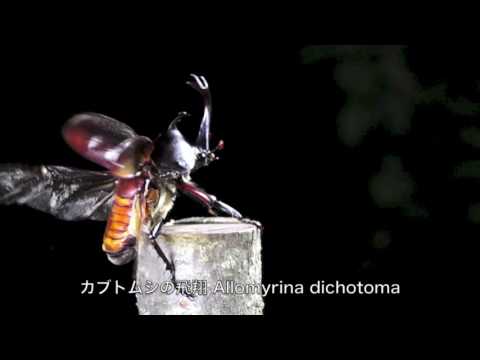 カブトムシの飛翔 Allomyrina dichotoma