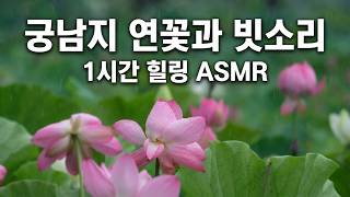 궁남지 연꽃과 빗소리 힐링 ASMR