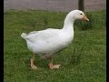 What Do Geese Eat