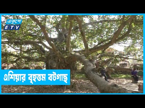 ঝিনাইদহে এশিয়ার বৃহত্তম বটগাছ
