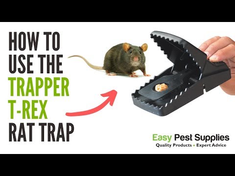 How to Use the Trapper T-Rex Rat Trap