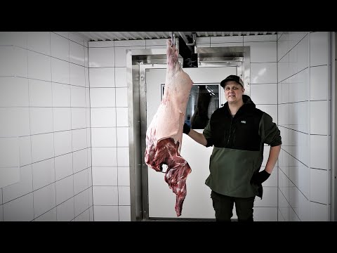 Jakt i Norden - Grillstyckning av vildsvin