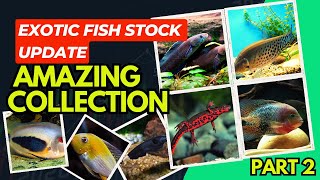 Part 2 Most Rare Exotic Fish Collection at Fish & Aquarium hobby Store in GZB Sasti exotic fish