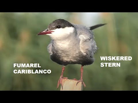 FUMAREL CARIBLANCO | WHISKERED TERN | Chlidonias hybrid