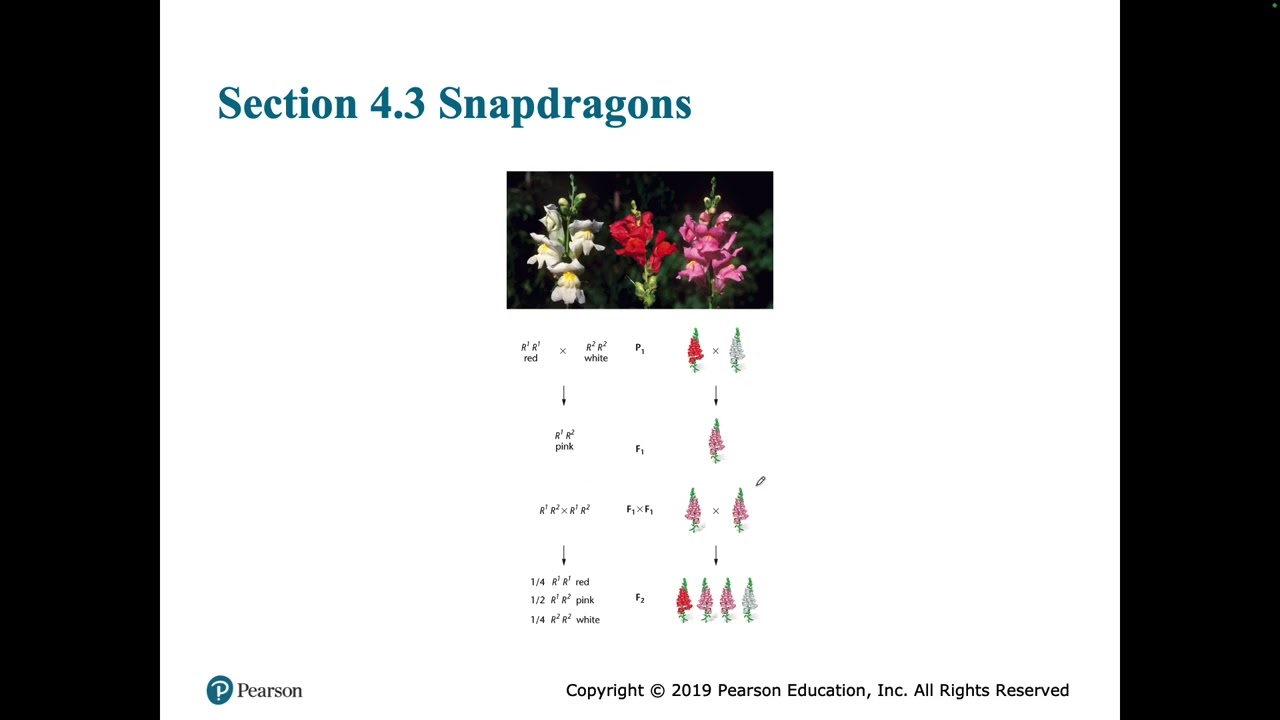 Genetics Chapter 4 Part 1