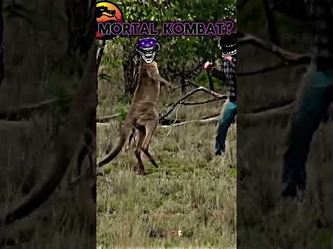 Kangro vs man #animals #memes #fight #vedio