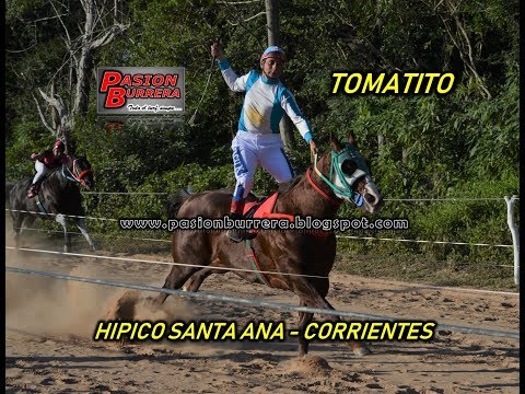 Tomatito, Santa Ana (20-06-18)