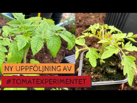 Ny uppföljning av #TOMATEXPERIMENTET - En uppdatering och jämförelse av plantor i slutet av maj