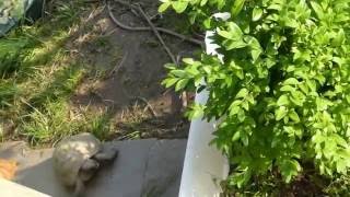 Katze Mimi – Schildkröten