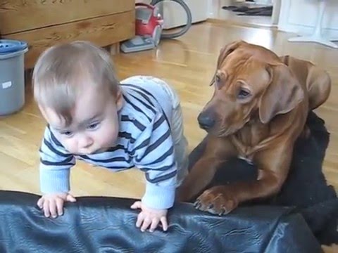 见宝宝好奇想爬它的床 狗狗竟做出超暖心举动！