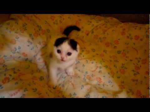 Scottish Fold Kitten Macrory Lucina