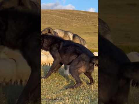Caucasian Shepherds confront a black wolf in the snow and drive it away, keeping the flock safe.