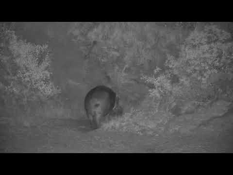 Djuma: Hippo leaving the dam - 18:55 - 11/24/20