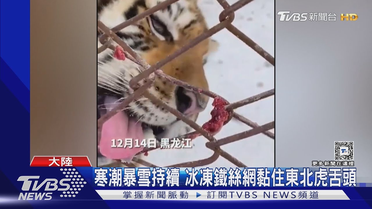 冰凍鐵絲網黏住東北虎舌頭!網友笑:甜不甜不知道 但肯定有點辣