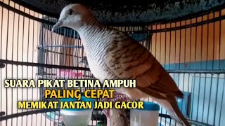 Download lagu Perkutut Betina memanggil jantan Suara bersahutan perkutut lokal gacor , Ampuh untuk PANCINGAN mp3 Download lagu Perkutut Betina memanggil jantan Suara bersahutan perkutut lokal gacor , Ampuh untuk PANCINGAN mp3