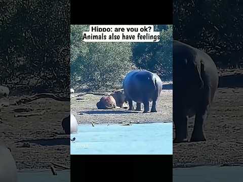 This hippo saved a lion from dying 😯 | Animals also have feelings 🥺 #shorts