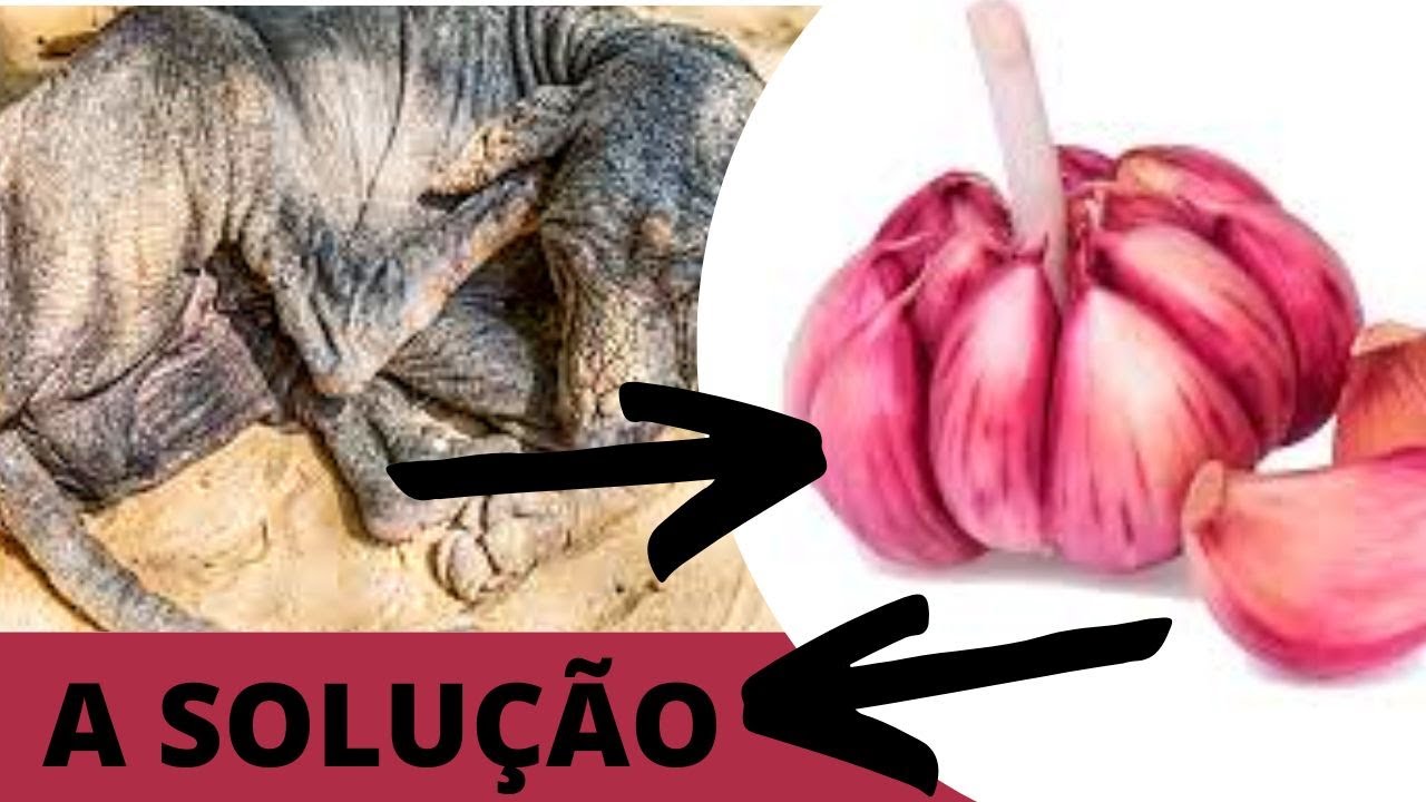 [COCEIRA] CACHORRO COÇANDO DEMAIS PODE SER SARNA Veja Melhor Tratamento CASEIRO P/ CÃES SARNENTOS