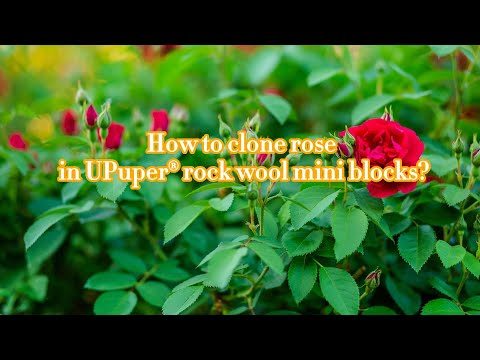 How to clone rose in UPuper® rock wool mini blocks?