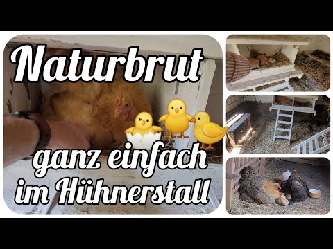 Naturbrut 🐣 Küken ganz einfach im Hühnerstall ausbrüten lassen 🐥