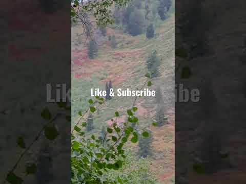 SASQUATCH sighting in UTAH? Mysterious howl #shorts #bigfoot