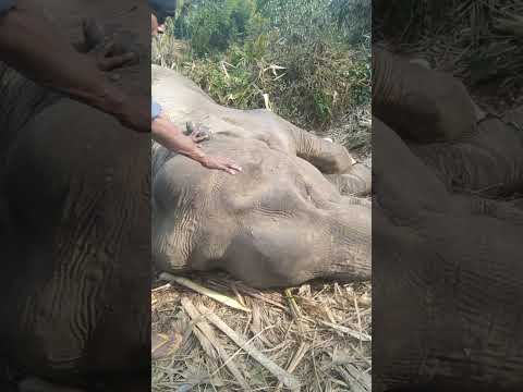 Huge Elephant having rest time.