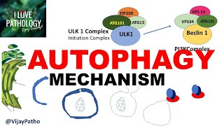 AUTOPHAGY: Definition, Mechanism,  Benefits &amp; Role