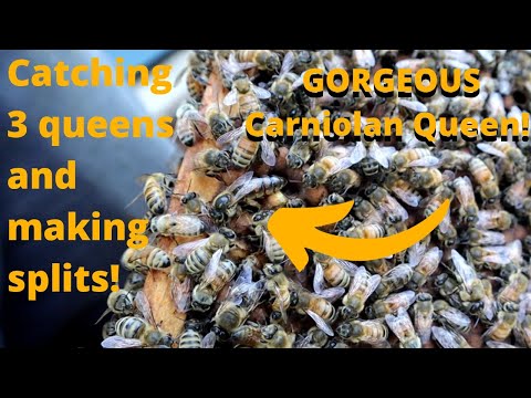 Saving Big $$$$ Catching queens / making awesome splits in our homemade Hives