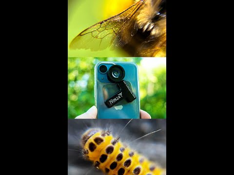 Ninja 20x Macro Insect Photos