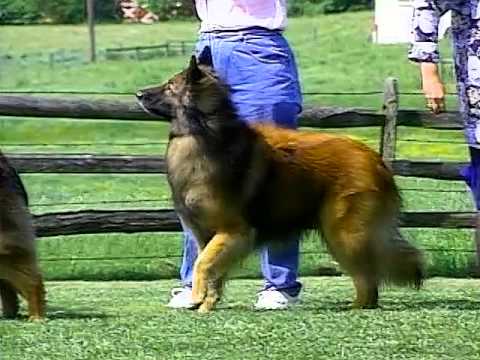 Belgian Tervuren breed video