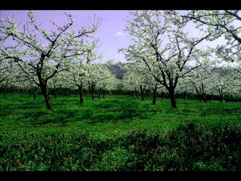 Aleksandar Aca Karadžin - Moju dušu opi maj - Izvođač Ljubiša Krnić