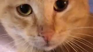 Katze/Kater aus dem Hoarding-Fall (g) 07.2019