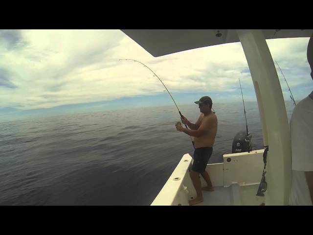 tropical fishing  capture d'une coryphene