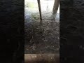 Ikan Lele Pakan Kotoran Ayam