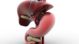 Regulation of Pancreatic Juice and Bile Synthesis & Secretion