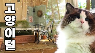 고양이 키우고 싶어하는 사람한테 보여주세요