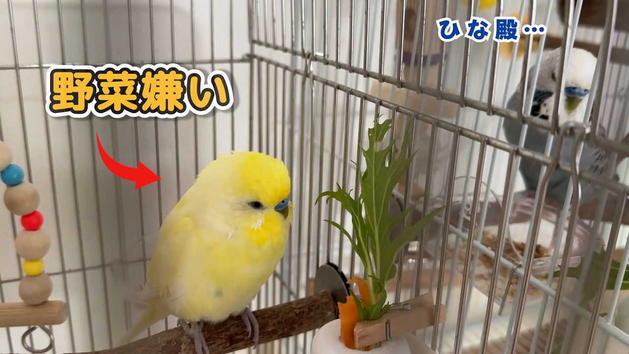 【今日もインコが笑わせてくる】野菜を差し入れしたらこうなりましたw