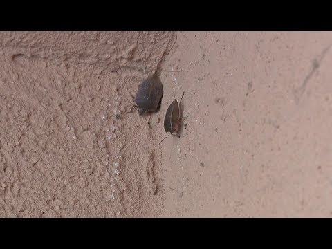 Zašto ima toliko smrdibuba?