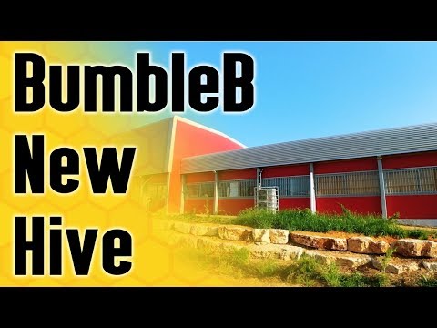 BumbleB 3339 - New Hive