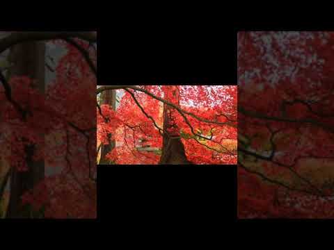 Relaxing  music nature.....study sleep