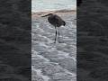 Bird Has a Fishing String in Him (what kind of bird?) #outdoors #nature #shorts #florida #birds