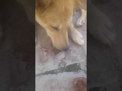 Aisa kutta Na Dekha Hoga Kabhi Jo keh aic khata ho