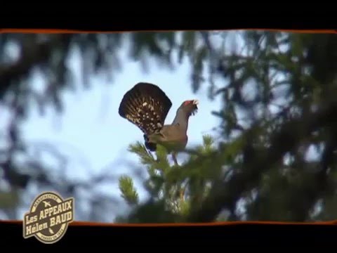 Birdcall Black Grouse / Capercaillie - Vogelstimme Birkhuhn / Auerhuhn