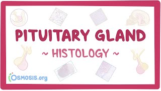 Pituitary gland: Histology